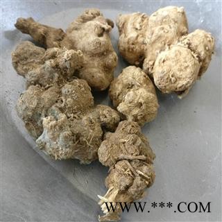 九盛堂正宗土三七根   菊叶三七 天青地红 菊三七 狗头三七图2