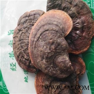 新辉药业野生灵芝 海南平盖灵芝图3
