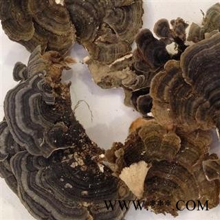 新辉药中药材业云芝  新货无硫图2