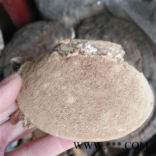 安祁名药云芝 东方云芝 东方栓菌图2