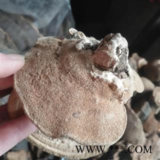 安祁名药云芝 东方云芝 东方栓菌图3