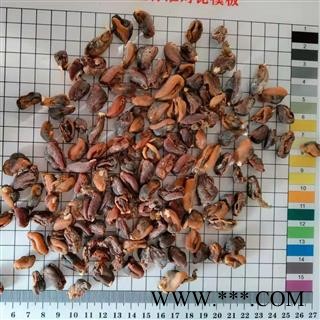 安祁名药淡菜  贻贝图2