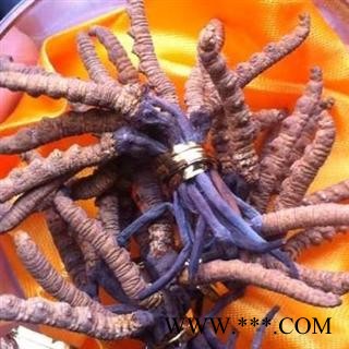 虫草 冬虫夏草4500-5000条 产地 青海省海北藏族自治州门源回族自治县图4