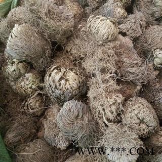 新辉药业正品野生水洗卷柏  一把抓 老虎爪 九死还魂草图3