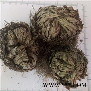 新辉药业正品野生水洗卷柏  一把抓 老虎爪 九死还魂草图2