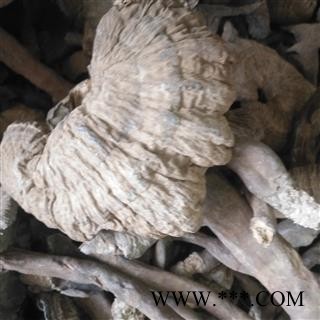 新辉药业纯雪灵芝 皱盖灵芝图2