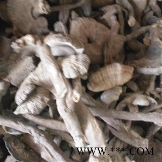 新辉药业纯雪灵芝 皱盖灵芝图3