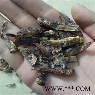 新辉药业饿蚂蟥 蝗虫图2