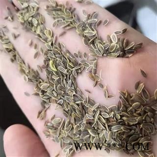 新辉药业千里香  七里香  月橘 黄金桂图2