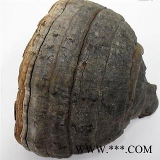 新辉药业木蹄灵芝 木蹄层孔菌图2