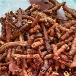 远志  大选货 产地 山西省图2