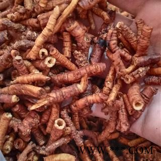 远志  大选货 产地 山西省图3