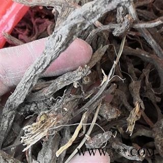 野生丹参 丹参 产地 河南省平顶山市汝州市图3