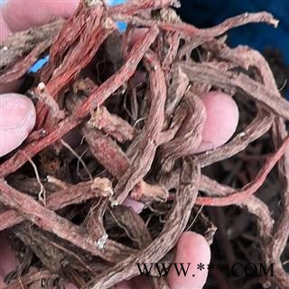 野生丹参 丹参 产地 河南省平顶山市汝州市图4