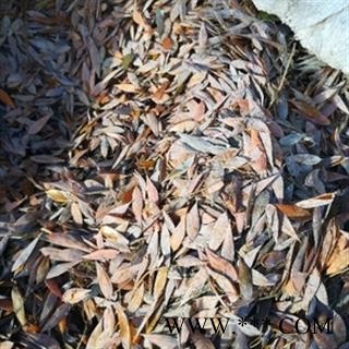 诺源药材行中药材博落回 三钱三  优质无硫图3