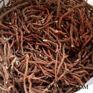 丹参 选种植丹参条 产地 河南省平顶山市汝州市图2