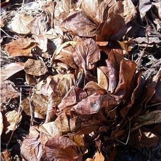 诺源药材行中药材手选货鹿含草  另有统货图2