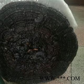 安祁名药灵芝 云南大黑花灵芝图2
