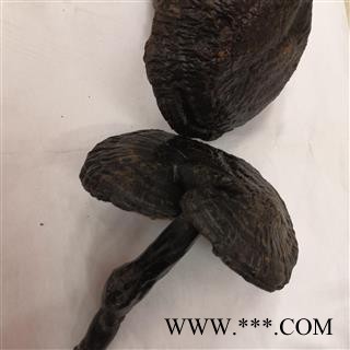 安祁名药灵芝 紫芝 长腿紫芝  黒芝图2