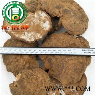 【满包邮】野生林下无柄灵芝个子统货带孢子粉散装云南产地直供紫灵芝 野生灵芝沁信源中药批发图2