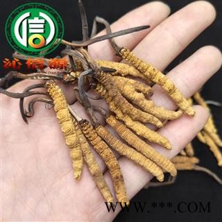 【满包邮】干虫草2500条 平均0.4~0.43克每条 散装产地直供冬虫夏草沁信源中药批发图3
