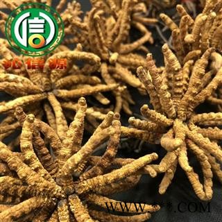 【满包邮】干虫草2500条 平均0.4~0.43克每条 散装产地直供冬虫夏草沁信源中药批发图4