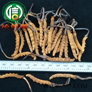 【满包邮】干虫草2500条 平均0.4~0.43克每条 散装产地直供冬虫夏草沁信源中药批发图2