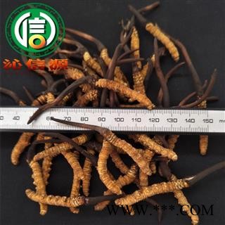 【满包邮】3月产新新鲜虫草本色货0.7~0.9克/根散装产地直供冬虫夏草沁信源中药批发图2