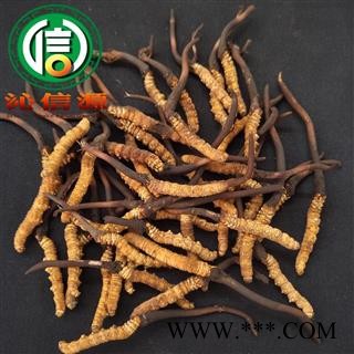 【满包邮】3月产新新鲜虫草本色货0.7~0.9克/根散装产地直供冬虫夏草沁信源中药批发图4