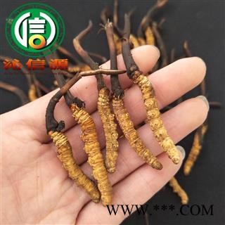 【满包邮】3月产新新鲜虫草本色货0.7~0.9克/根散装产地直供冬虫夏草沁信源中药批发图3