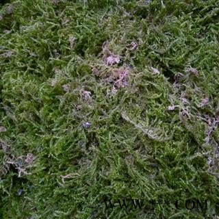 石见穿，石青苔 精品好货 产地 四川省成都市双流县 库存 2000千克可售图3