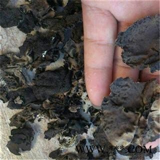 芝春堂 中药材批发零售供应冷背统正品优质无硫石耳岩菇 支持验货图3