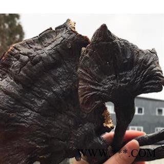 小丽百草行灵芝 美芝图2