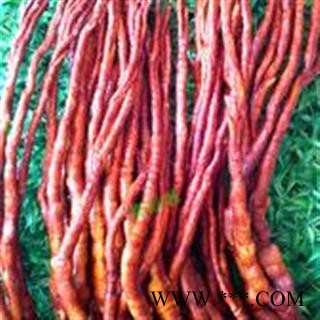 中药材灵芝   灵芝草 统 产地 山东省聊城市冠县图2