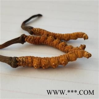 冬虫夏草 青海虫草精选3000条每公斤 产地 青海省果洛藏族自治州图3