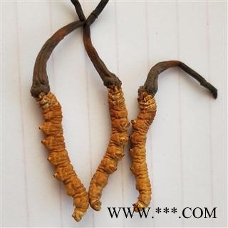 冬虫夏草 青海虫草精选3000条每公斤 产地 青海省果洛藏族自治州图2