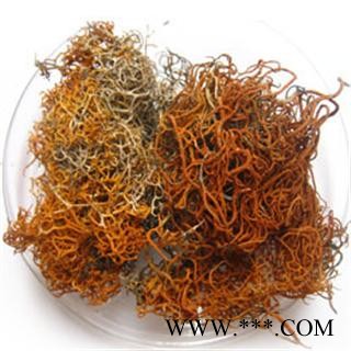 世元药业 红雪茶 金丝刷 金丝茶 金刷把 红血茶 石蕊图2