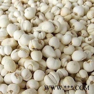 贝母 豆贝母 选货 产地 吉林省 产地直销 重在质量图2