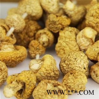 黄蘑菇 青海黄蘑菇 正品保证质量7天无理由退货退款 华安堂图4