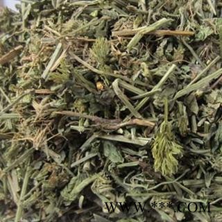 世元药业 吉祥草 观音草 玉带草 正品 如意草图2