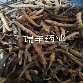 冬虫夏草 统 产地 西藏自治区图3