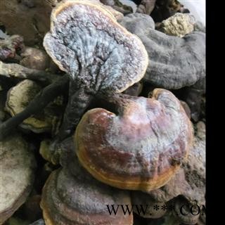 野生灵芝 精品货 产地 四川省成都市双流县图2