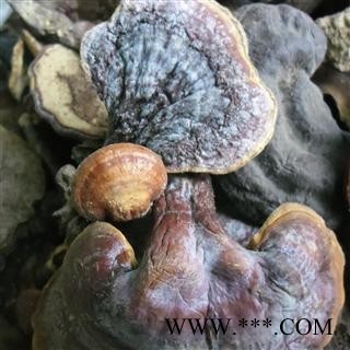 野生灵芝 精品货 产地 四川省成都市双流县图3