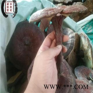 灵芝 云南赤灵芝  德誉堂药业批发各种中药材图3