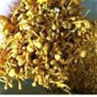 虫草花大孢子头 北虫草花 蛹虫草 金虫草 批发各种中药材图2