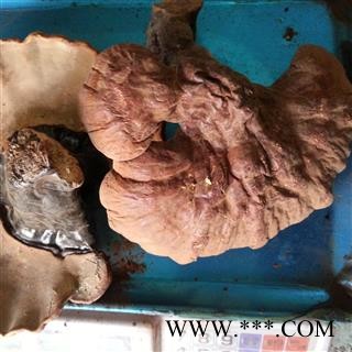 吉康药业灵芝 正宗长白山灵芝、不苦、专营图2