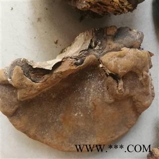 吉康药业灵芝 裂蹄层孔菌 灵芝图3