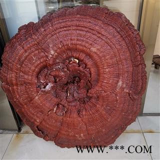 吉康药业工艺灵芝 大灵芝 灵芝摆件装饰灵芝人工培养直径65公分到1米图3