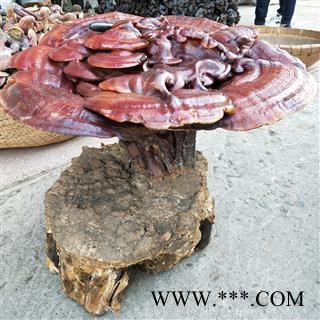 灵芝 山东紫灵芝镇店之宝 产地 山东省图2