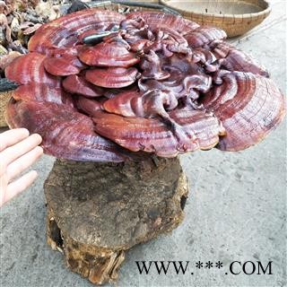 灵芝 山东紫灵芝镇店之宝 产地 山东省图3